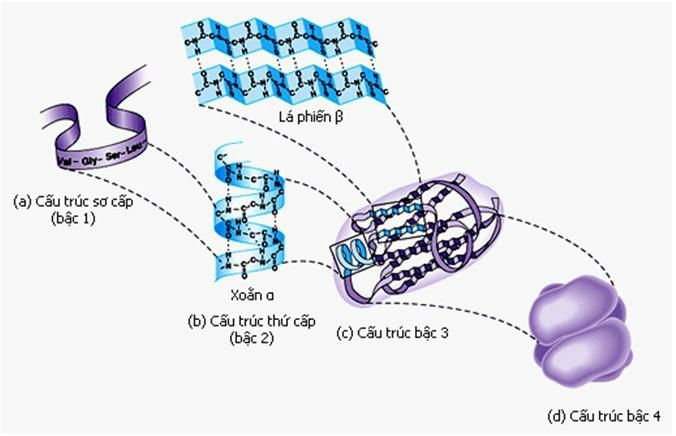 Sinh học 10 Bài 6: Các phân tử sinh học | Giải Sinh 10 Cánh diều (ảnh 8)