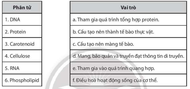 Sách bài tập Sinh học 10 Bài 6 (Chân trời sáng tạo): Các phân tử sinh học trong tế bào (ảnh 4)