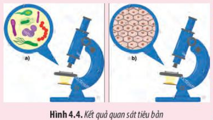 Sinh học 10 Bài 4: Khái quát về tế bào | Giải Sinh 10 Chân trời sáng tạo (ảnh 2)