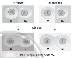 Sách bài tập Sinh học 10 (Chân trời sáng tạo) Ôn tập chương 4 (ảnh 1)