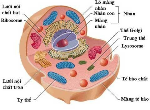 Sách bài tập Sinh học 10 Bài 9 (Chân trời sáng tạo): Tế bào nhân thực (ảnh 4)