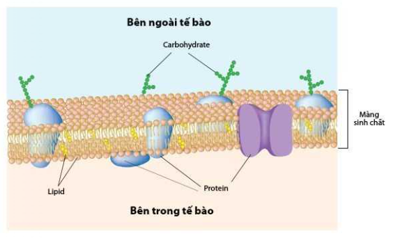 Sinh học 10 Bài 5: Các nguyên tố hóa học và nước | Giải Sinh 10 Cánh diều (ảnh 2)