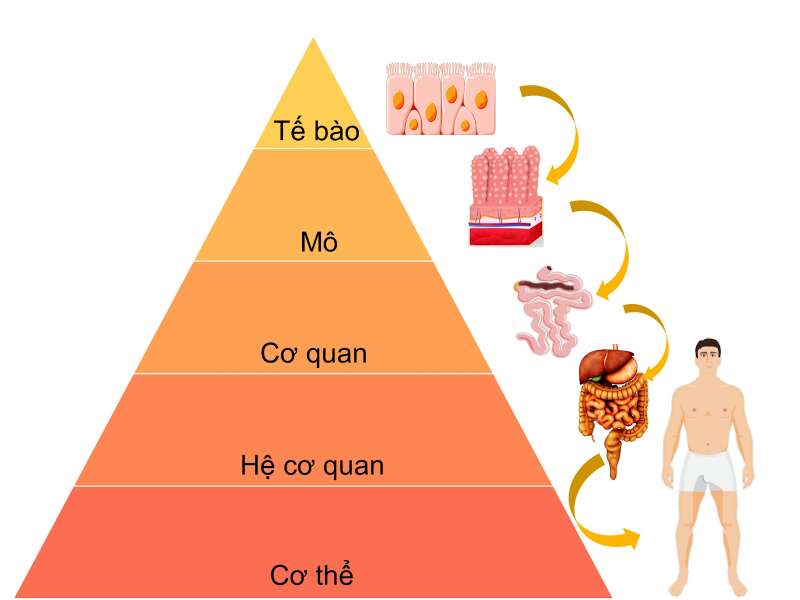 Sinh học 10 Bài 3: Giới thiệu chung về các cấp tổ chức của thế giới sống | Giải Sinh 10 Cánh diều (ảnh 1)