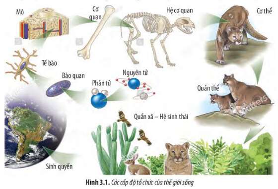 Sinh học 10 Bài 3: Các cấp độ tổ chức của thế giới sống | Giải Sinh 10 Chân trời sáng tạo (ảnh 1)