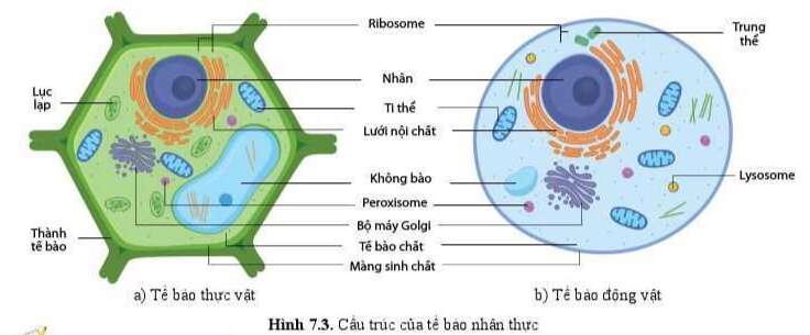 Sinh học 10 Bài 7: Tế bào nhân sơ và tế bào nhân thực | Giải Sinh 10 Cánh diều (ảnh 5)