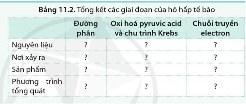 Sinh học 10 Bài 11: Tổng hợp và phân giải các chất trong tế bào | Giải Sinh 10 Cánh diều (ảnh 9)