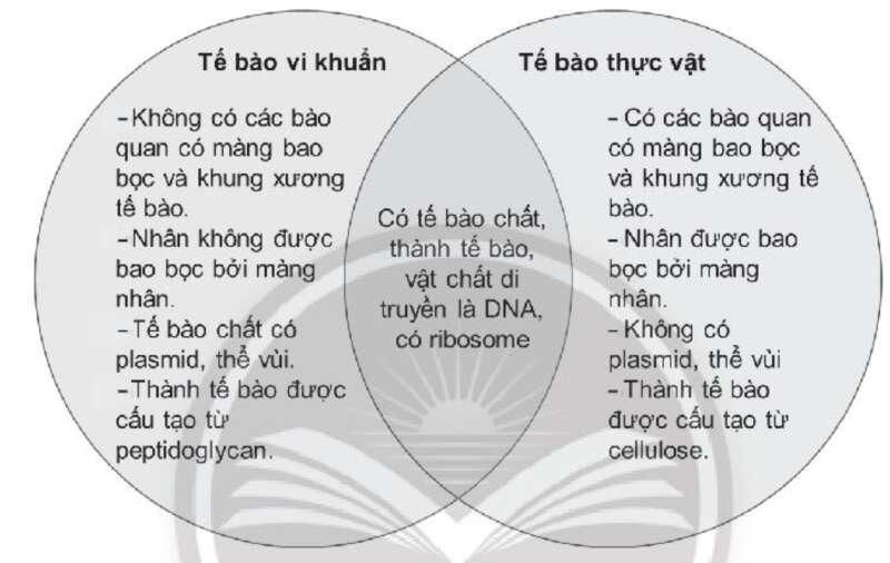 Sách bài tập Sinh học 10 Bài 9 (Chân trời sáng tạo): Tế bào nhân thực (ảnh 6)