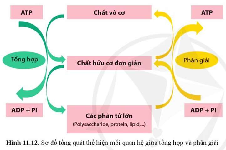 Sinh học 10 Bài 11: Tổng hợp và phân giải các chất trong tế bào | Giải Sinh 10 Cánh diều (ảnh 11)