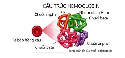 Sinh học 10 Bài 6: Các phân tử sinh học | Giải Sinh 10 Cánh diều (ảnh 9)