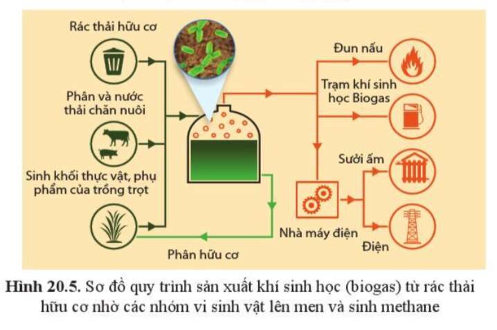 Sinh học 10 Bài 20: Thành tựu của công nghệ vi sinh vật và ứng dụng của vi sinh vật | Giải Sinh 10 Cánh diều (ảnh 3)