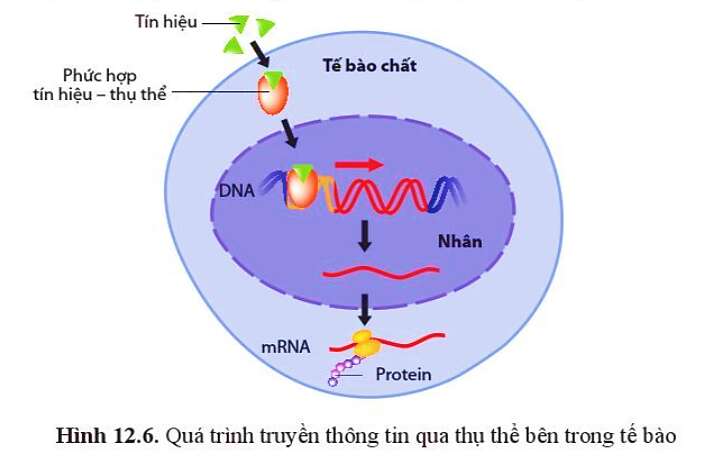 Sinh học 10 Bài 12: Thông tin giữa các tế bào | Giải Sinh 10 Cánh diều (ảnh 10)