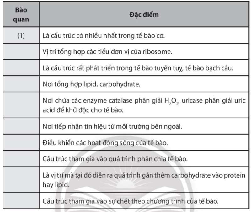 Sách bài tập Sinh học 10 Bài 9 (Chân trời sáng tạo): Tế bào nhân thực (ảnh 11)