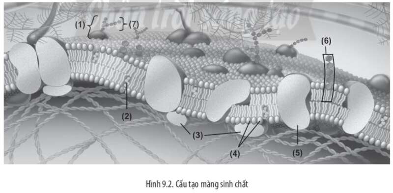 Sách bài tập Sinh học 10 Bài 9 (Chân trời sáng tạo): Tế bào nhân thực (ảnh 7)