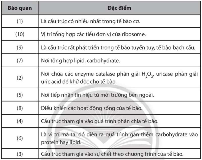 Sách bài tập Sinh học 10 Bài 9 (Chân trời sáng tạo): Tế bào nhân thực (ảnh 12)