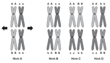 Sách bài tập Sinh học 10 (Chân trời sáng tạo) Ôn tập chương 4 (ảnh 5)