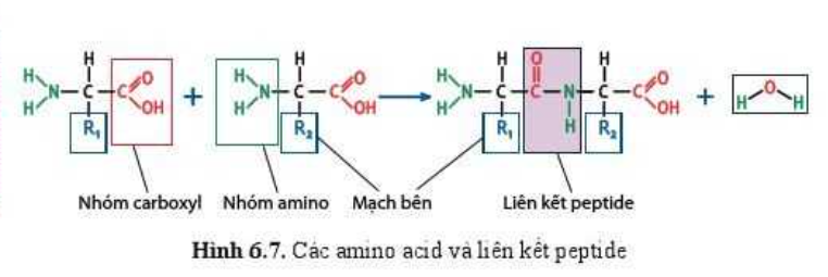 Sinh học 10 Bài 6: Các phân tử sinh học | Giải Sinh 10 Cánh diều (ảnh 6)