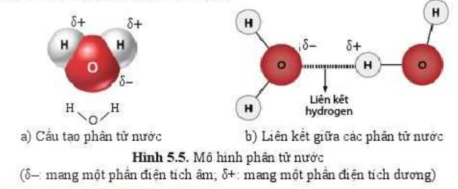 Sinh học 10 Bài 5: Các nguyên tố hóa học và nước | Giải Sinh 10 Cánh diều (ảnh 5)