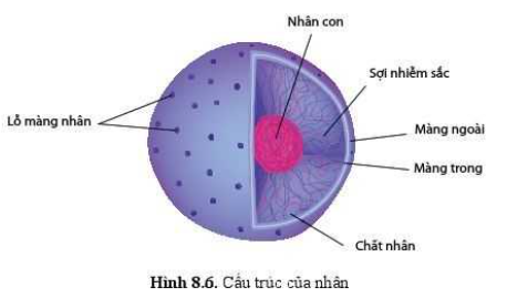 Sinh học 10 Bài 8: Cấu trúc của tế bào nhân thực | Giải Sinh 10 Cánh diều (ảnh 6)