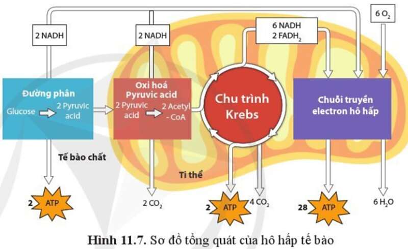 Sinh học 10 Bài 11: Tổng hợp và phân giải các chất trong tế bào | Giải Sinh 10 Cánh diều (ảnh 6)