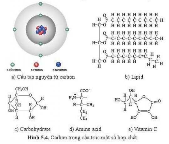 Sinh học 10 Bài 5: Các nguyên tố hóa học và nước | Giải Sinh 10 Cánh diều (ảnh 4)