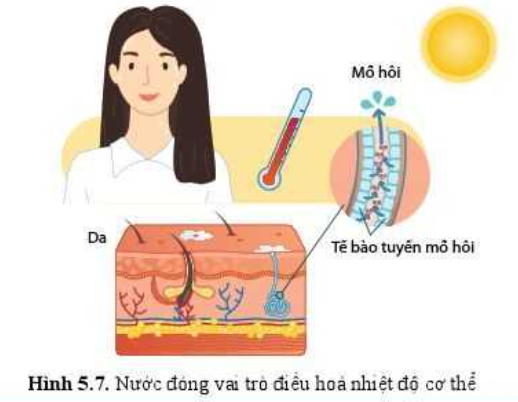 Sinh học 10 Bài 5: Các nguyên tố hóa học và nước | Giải Sinh 10 Cánh diều (ảnh 6)