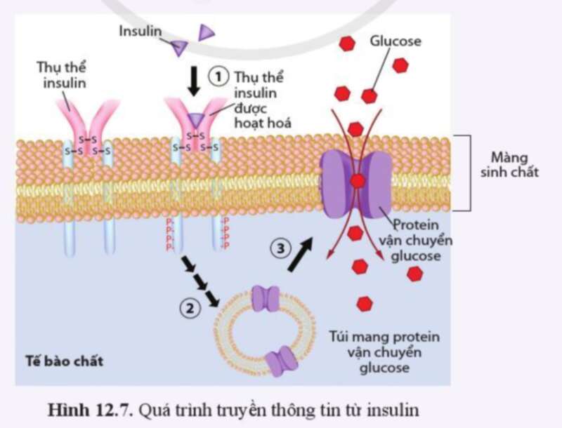 Sinh học 10 Bài 12: Thông tin giữa các tế bào | Giải Sinh 10 Cánh diều (ảnh 11)