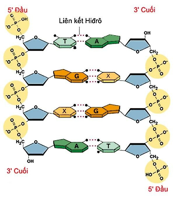 Sinh học 10 Bài 6: Các phân tử sinh học | Giải Sinh 10 Cánh diều (ảnh 11)