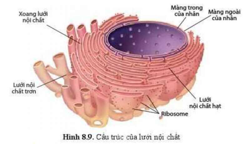 Sinh học 10 Bài 8: Cấu trúc của tế bào nhân thực | Giải Sinh 10 Cánh diều (ảnh 8)