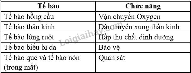 Sinh học 10 Bài 4 Khái quát về tế bào | Giải Sinh 10 Cánh diều (ảnh 1)