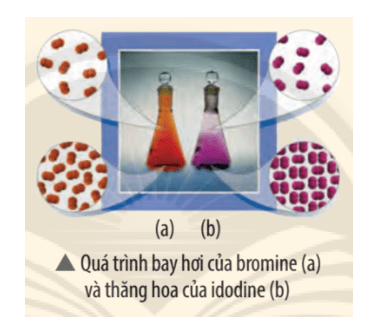 Quan sát bình đựng Br2(l) đang bay hơi (a) và bình đựng I2(s) đang thăng hoa 