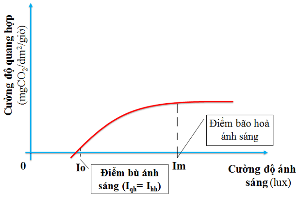 Lý thuyết Sinh học 11 Bài 10: Ảnh hưởng của các nhân tố ngoại cảnh đến quang hợp | Lý thuyết Sinh học 11 đầy đủ, chi tiết nhất