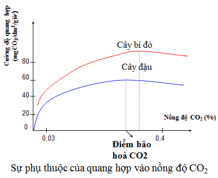 Lý thuyết Sinh học 11 Bài 10: Ảnh hưởng của các nhân tố ngoại cảnh đến quang hợp | Lý thuyết Sinh học 11 đầy đủ, chi tiết nhất