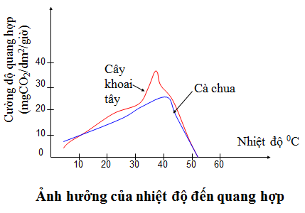 Lý thuyết Sinh học 11 Bài 10: Ảnh hưởng của các nhân tố ngoại cảnh đến quang hợp | Lý thuyết Sinh học 11 đầy đủ, chi tiết nhất