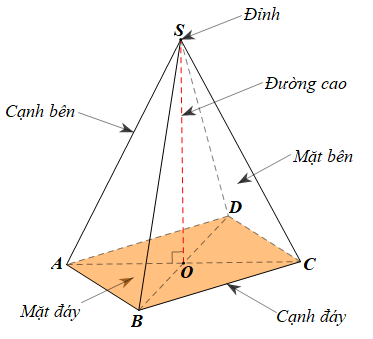 Hình chóp tam giác đều – Hình chóp tứ giác đều (Lý thuyết Toán lớp 8) | Chân trời sáng tạo