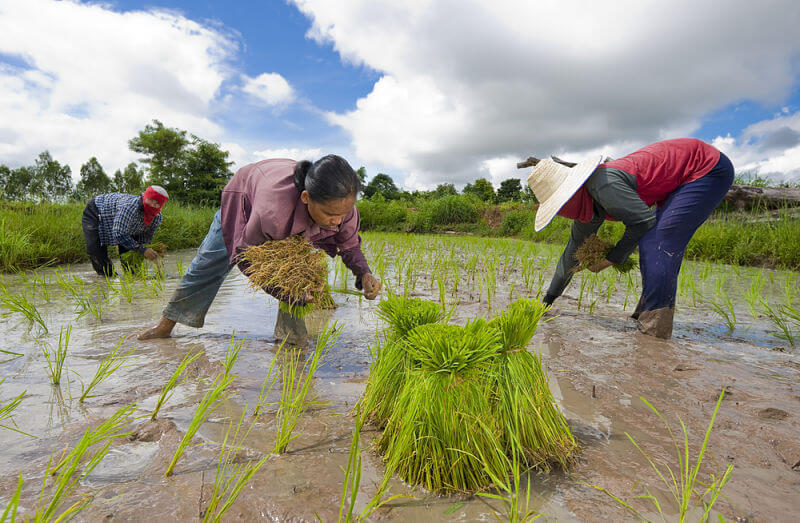 Lý thuyết Lịch Sử 10 Kết nối tri thức Bài 9: Cơ sở hình thành văn minh Đông Nam Á thời kì cổ - trung đại