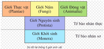 Lý thuyết Sinh học 10 Bài 2: Các giới sinh vật | Lý thuyết Sinh học 10 đầy đủ, chi tiết nhất