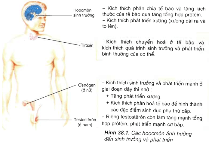 Lý thuyết Sinh học 11 Bài 38: Các nhân tố ảnh hưởng đến sinh trưởng và phát triển ở động vật | Lý thuyết Sinh học 11 đầy đủ, chi tiết nhất