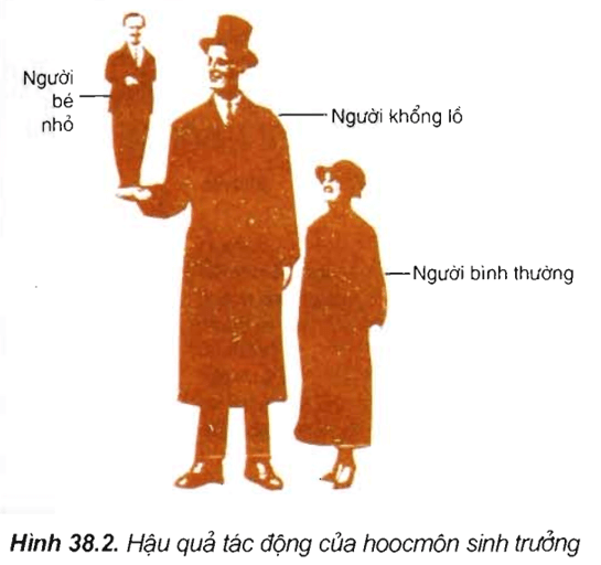 Lý thuyết Sinh học 11 Bài 38: Các nhân tố ảnh hưởng đến sinh trưởng và phát triển ở động vật | Lý thuyết Sinh học 11 đầy đủ, chi tiết nhất