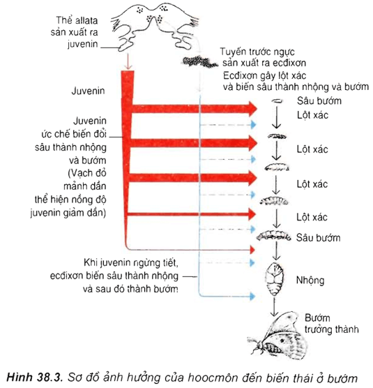 Lý thuyết Sinh học 11 Bài 38: Các nhân tố ảnh hưởng đến sinh trưởng và phát triển ở động vật | Lý thuyết Sinh học 11 đầy đủ, chi tiết nhất