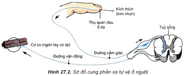 Lý thuyết Sinh học 11 Bài 26: Cảm ứng ở động vật | Lý thuyết Sinh học 11 đầy đủ, chi tiết nhất