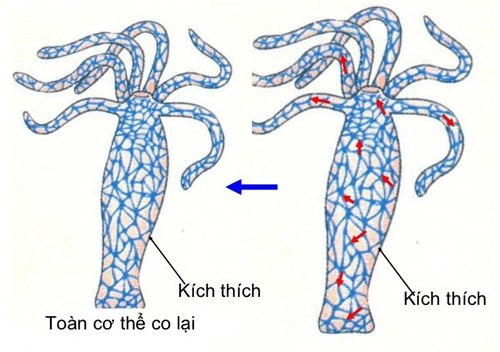 Lý thuyết Sinh học 11 Bài 26: Cảm ứng ở động vật | Lý thuyết Sinh học 11 đầy đủ, chi tiết nhất