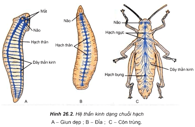 Lý thuyết Sinh học 11 Bài 26: Cảm ứng ở động vật | Lý thuyết Sinh học 11 đầy đủ, chi tiết nhất