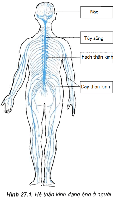 Lý thuyết Sinh học 11 Bài 27: Cảm ứng ở động vật (tiếp theo) | Lý thuyết Sinh học 11 đầy đủ, chi tiết nhất