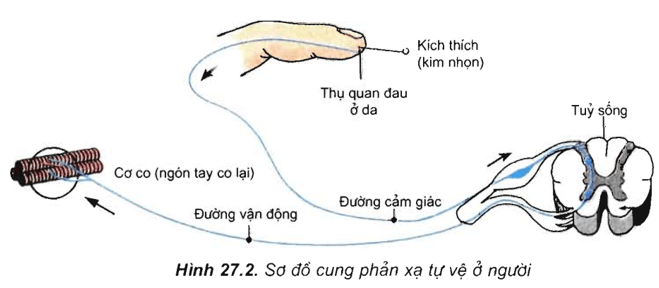 Lý thuyết Sinh học 11 Bài 27: Cảm ứng ở động vật (tiếp theo) | Lý thuyết Sinh học 11 đầy đủ, chi tiết nhất