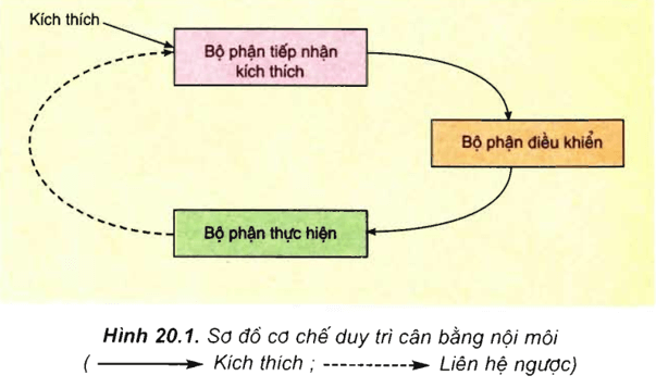 Lý thuyết Sinh học 11 Bài 20: Cân bằng nội môi | Lý thuyết Sinh học 11 đầy đủ, chi tiết nhất