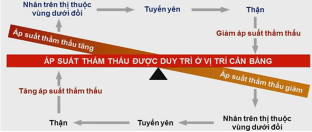 Lý thuyết Sinh học 11 Bài 20: Cân bằng nội môi | Lý thuyết Sinh học 11 đầy đủ, chi tiết nhất