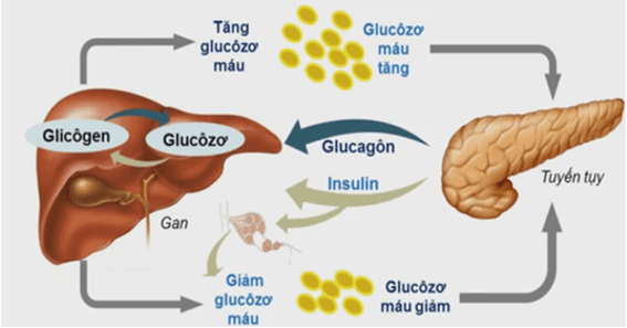 Lý thuyết Sinh học 11 Bài 20: Cân bằng nội môi | Lý thuyết Sinh học 11 đầy đủ, chi tiết nhất