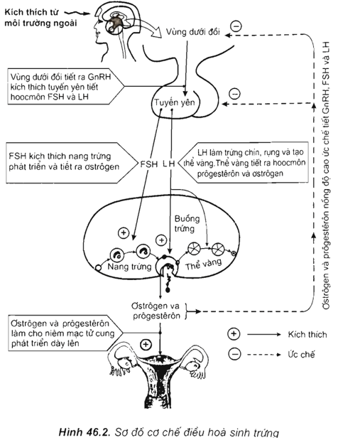 Lý thuyết Sinh học 11 Bài 46: Cơ chế điều hòa sinh sản | Lý thuyết Sinh học 11 đầy đủ, chi tiết nhất