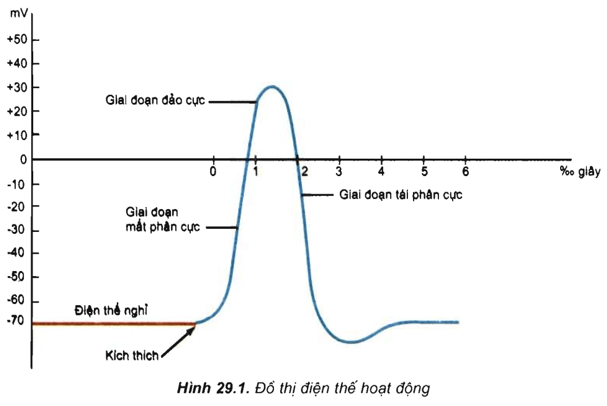 Lý thuyết Sinh học 11 Bài 29: Điện thế hoạt động và sự lan truyền xung thần kinh | Lý thuyết Sinh học 11 đầy đủ, chi tiết nhất