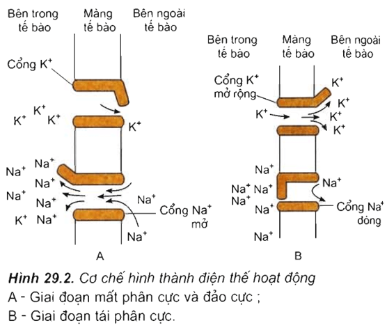 Lý thuyết Sinh học 11 Bài 29: Điện thế hoạt động và sự lan truyền xung thần kinh | Lý thuyết Sinh học 11 đầy đủ, chi tiết nhất